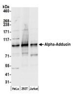Alpha-Adducin Antibody in Western Blot (WB)