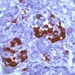 Amylin Antibody in Immunohistochemistry (Paraffin) (IHC (P))
