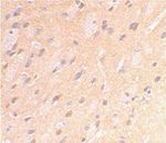 Amyloid Precursor Protein Polyclonal Antibody