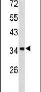 Annexin A1 Antibody in Western Blot (WB)