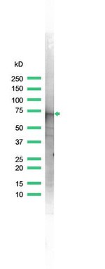 Annexin A6 Antibody in Western Blot (WB)