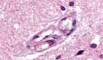 Apelin Receptor Antibody in Immunohistochemistry (Paraffin) (IHC (P))