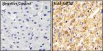 ApoA1 Antibody in Immunohistochemistry (Paraffin) (IHC (P))