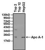 ApoA1 Antibody in Western Blot (WB)