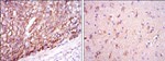 APOE Monoclonal Antibody (1H4)