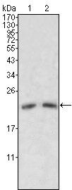 Apolipoprotein M Antibody in Western Blot (WB)