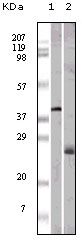 Apolipoprotein M Antibody in Western Blot (WB)