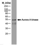 Aurora A Antibody in Western Blot (WB)