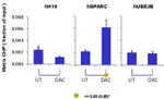 Aurora A Antibody in ChIP Assay (ChIP)