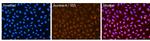 Aurora A Antibody in Immunocytochemistry (ICC/IF)