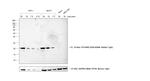 Goat anti-Rabbit IgG (H+L) Cross-Adsorbed Secondary Antibody, Biotin-XX