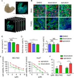 BrdU Monoclonal Antibody (MoBU-1), Alexa Fluor™ 647