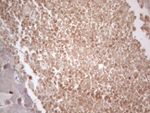 B4GALT4 Antibody in Immunohistochemistry (Paraffin) (IHC (P))