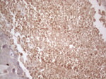 B4GALT4 Antibody in Immunohistochemistry (Paraffin) (IHC (P))