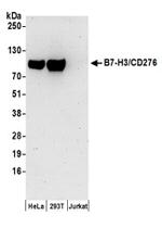 CD276 Antibody in Western Blot (WB)