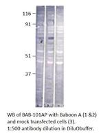 Baboon Polyclonal Antibody