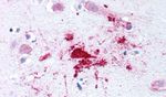 BACE1 Antibody in Immunohistochemistry (Paraffin) (IHC (P))
