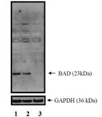BAD Polyclonal Antibody