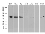 BAG5 Antibody in Western Blot (WB)