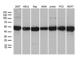 BAG5 Antibody in Western Blot (WB)