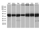 BAG5 Antibody in Western Blot (WB)