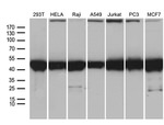 BAG5 Antibody in Western Blot (WB)