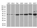 BAG5 Antibody in Western Blot (WB)