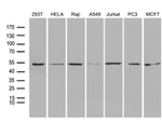 BAG5 Antibody in Western Blot (WB)