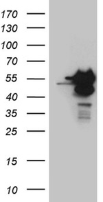 BAG5 Antibody in Western Blot (WB)