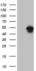 BAG5 Antibody in Western Blot (WB)