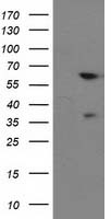 BAIAP2 Antibody in Western Blot (WB)