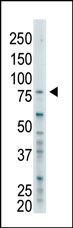 BAP1 Antibody in Western Blot (WB)