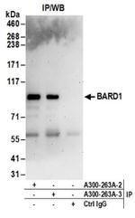 BARD1 Antibody in Western Blot (WB)
