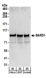 BARD1 Antibody in Western Blot (WB)