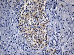 BAX Antibody in Immunohistochemistry (Paraffin) (IHC (P))