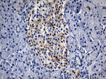 BAX Antibody in Immunohistochemistry (Paraffin) (IHC (P))
