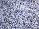 BAX Antibody in Immunohistochemistry (Paraffin) (IHC (P))