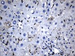 BAX Antibody in Immunohistochemistry (Paraffin) (IHC (P))