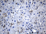BAX Antibody in Immunohistochemistry (Paraffin) (IHC (P))