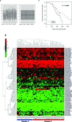 c-Met Antibody in Immunohistochemistry (Paraffin) (IHC (P))