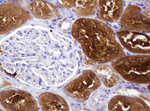 BBOX1 Antibody in Immunohistochemistry (Paraffin) (IHC (P))