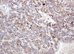 BBOX1 Antibody in Immunohistochemistry (Paraffin) (IHC (P))