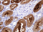 BBOX1 Antibody in Immunohistochemistry (Paraffin) (IHC (P))