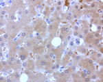 BBOX1 Antibody in Immunohistochemistry (Paraffin) (IHC (P))