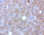 BBOX1 Antibody in Immunohistochemistry (Paraffin) (IHC (P))