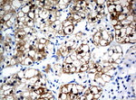 BBOX1 Antibody in Immunohistochemistry (Paraffin) (IHC (P))