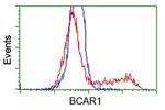 BCAR1 Antibody in Flow Cytometry (Flow)