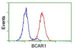 BCAR1 Antibody in Flow Cytometry (Flow)