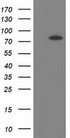 BCHE Antibody in Western Blot (WB)