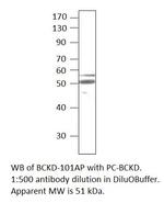 BCKDH Polyclonal Antibody
